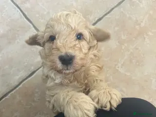 Cockapoo dogs Gorgeous cockapoo pup! - Advert 18