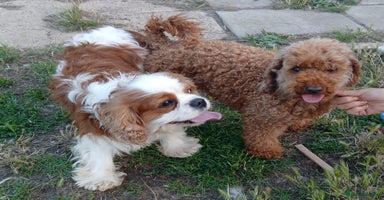 Cavapoo dogs - Advert 2