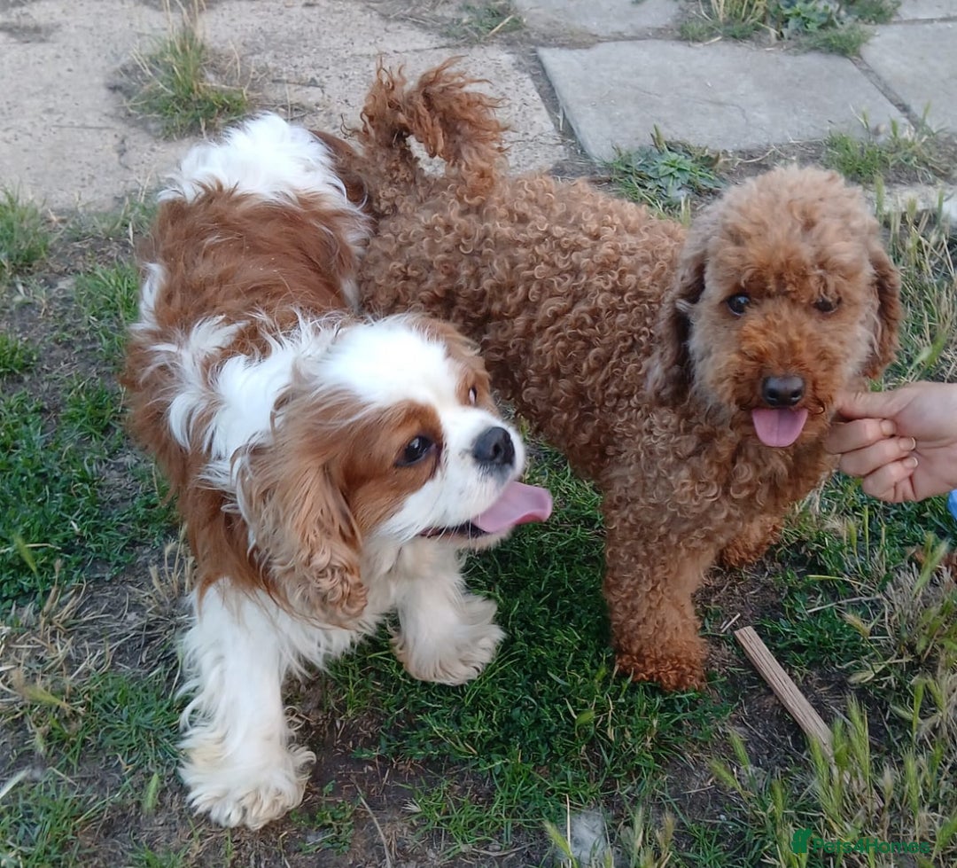 Cavapoo dogs for sale: outstanding Cavapoo’s, with heart tested parents - Advert 4