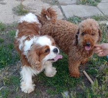 Cavapoo dogs - Advert 7