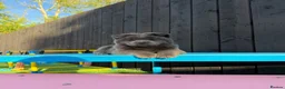 Chow Chow dogs for sale: Stunning Exotic colour chowski puppies for sale - Advert 26