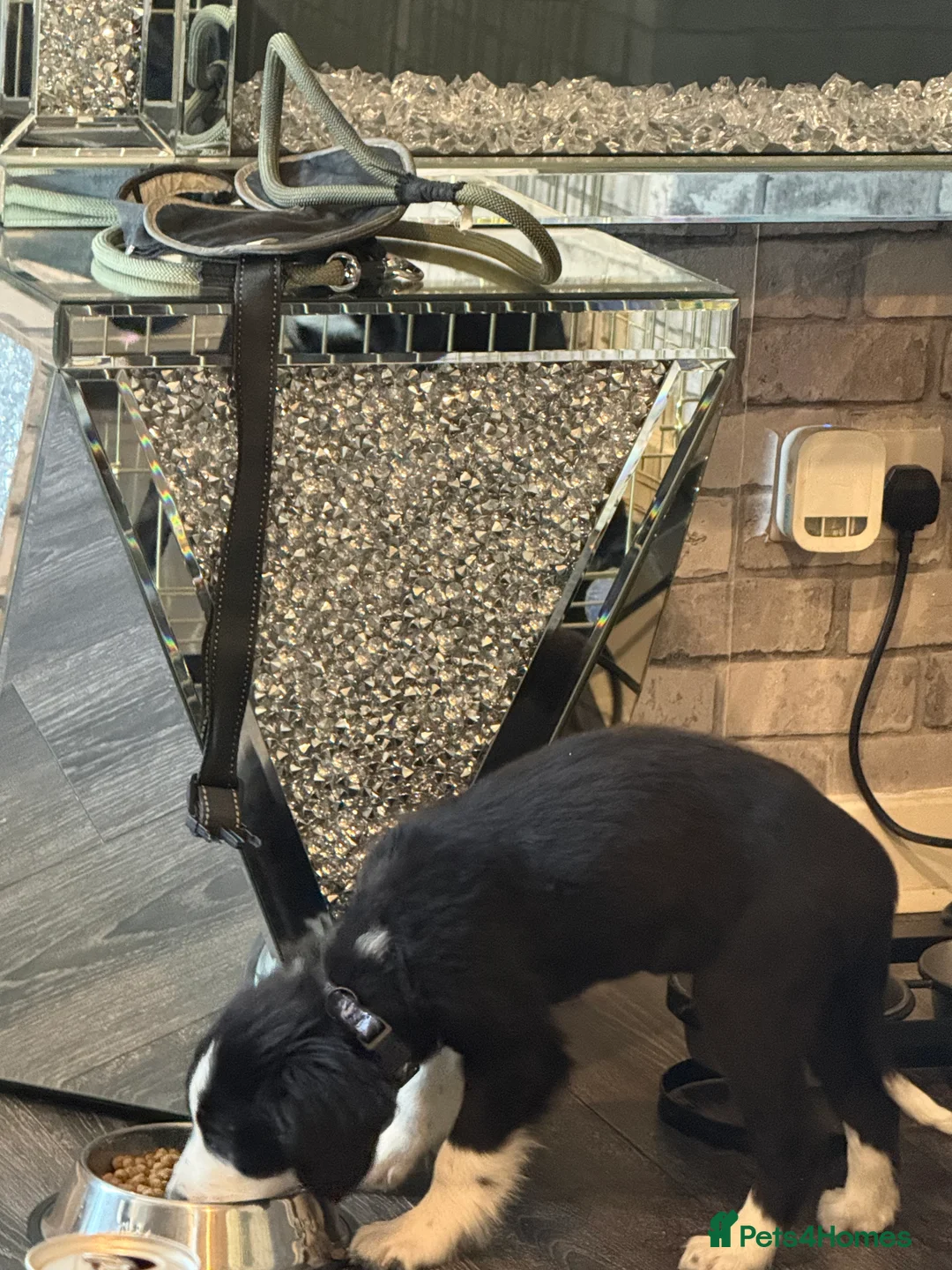 Border Collie dogs for sale: Border collie  - Advert 3