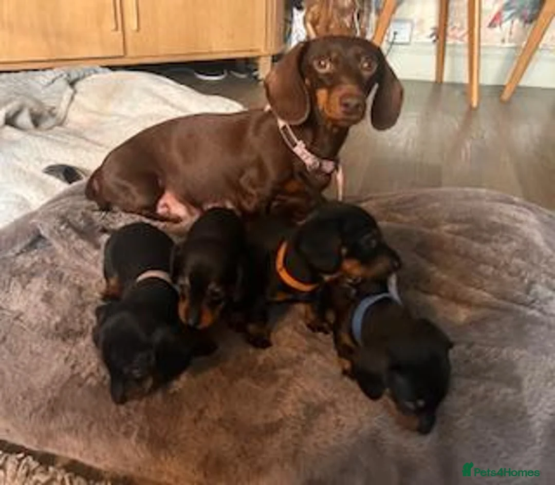 Miniature Dachshund dogs for sale: 🐾 KC Mini Dachshund Puppies – Champion Bloodlines - Advert 1