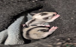 Sugar Glider rodents for sale: Mosaic and Grey glider siblings available  - Image 4