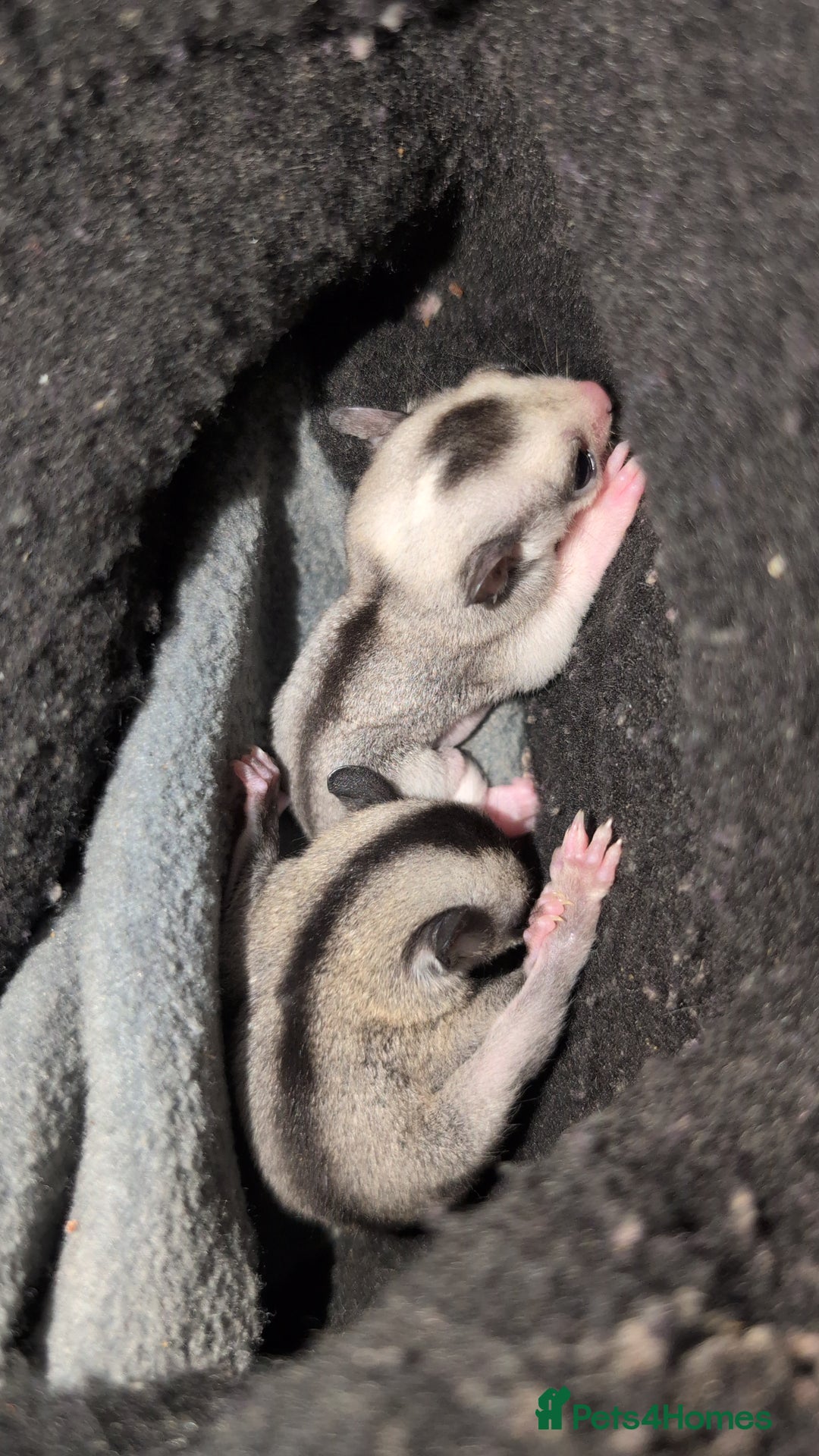Sugar Glider rodents for sale: Mosaic and Grey glider siblings available  - Image 4