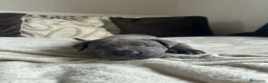 Cane Corso 9