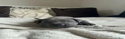 Cane Corso dogs for sale: Chunky cane corso pups ready for forever home in Edinburgh - Advert 6