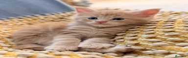 Biscuit