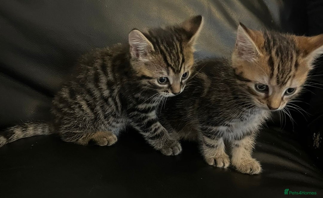 Mixed Breed cats for sale: Beautiful full marble/stripy kittens - Image 9