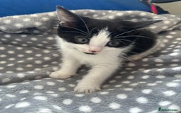 Mixed Breed cats for sale: 2 Kittens for sale[READY TO LEAVE] - Advert 8