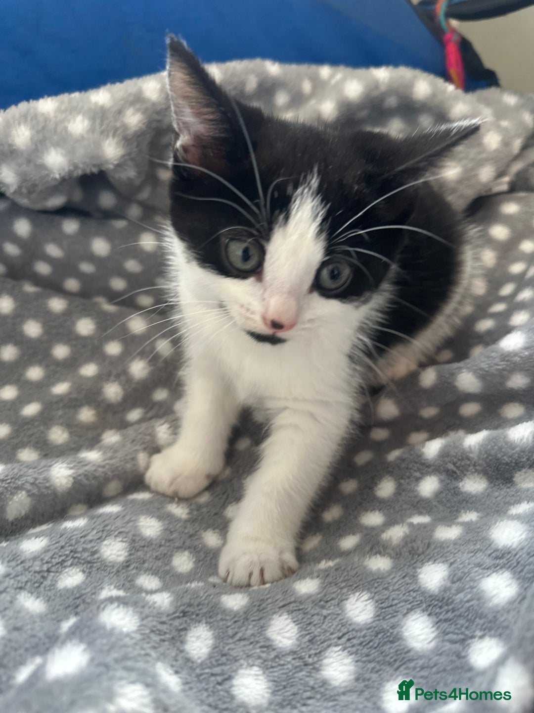 Mixed Breed cats for sale: 2 Kittens for sale[READY TO LEAVE] - Advert 8