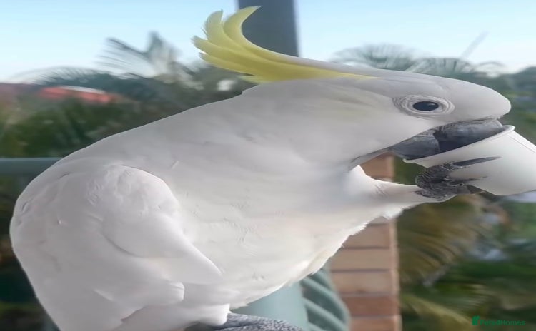 Parrots birds - Advert 7