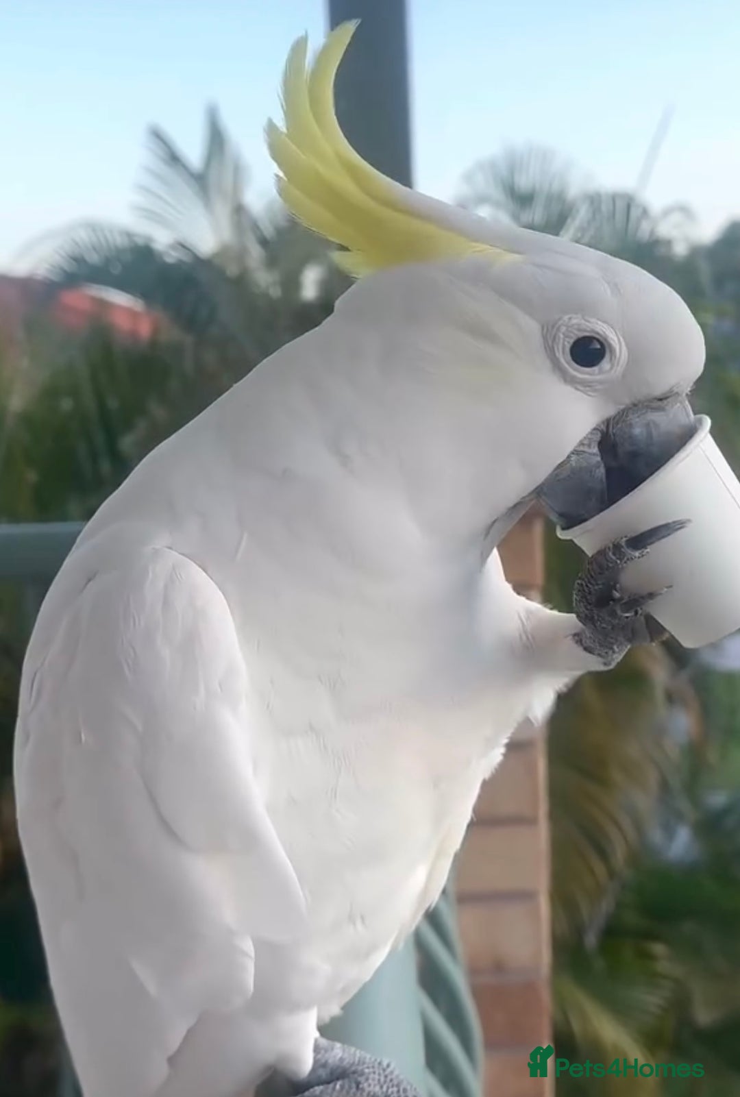 Parrots birds for sale: Fully tame crested cockatoo for sale  - Image 1