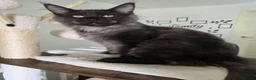Maine Coon cats for sale: XL Maine coons available!  - Advert 3