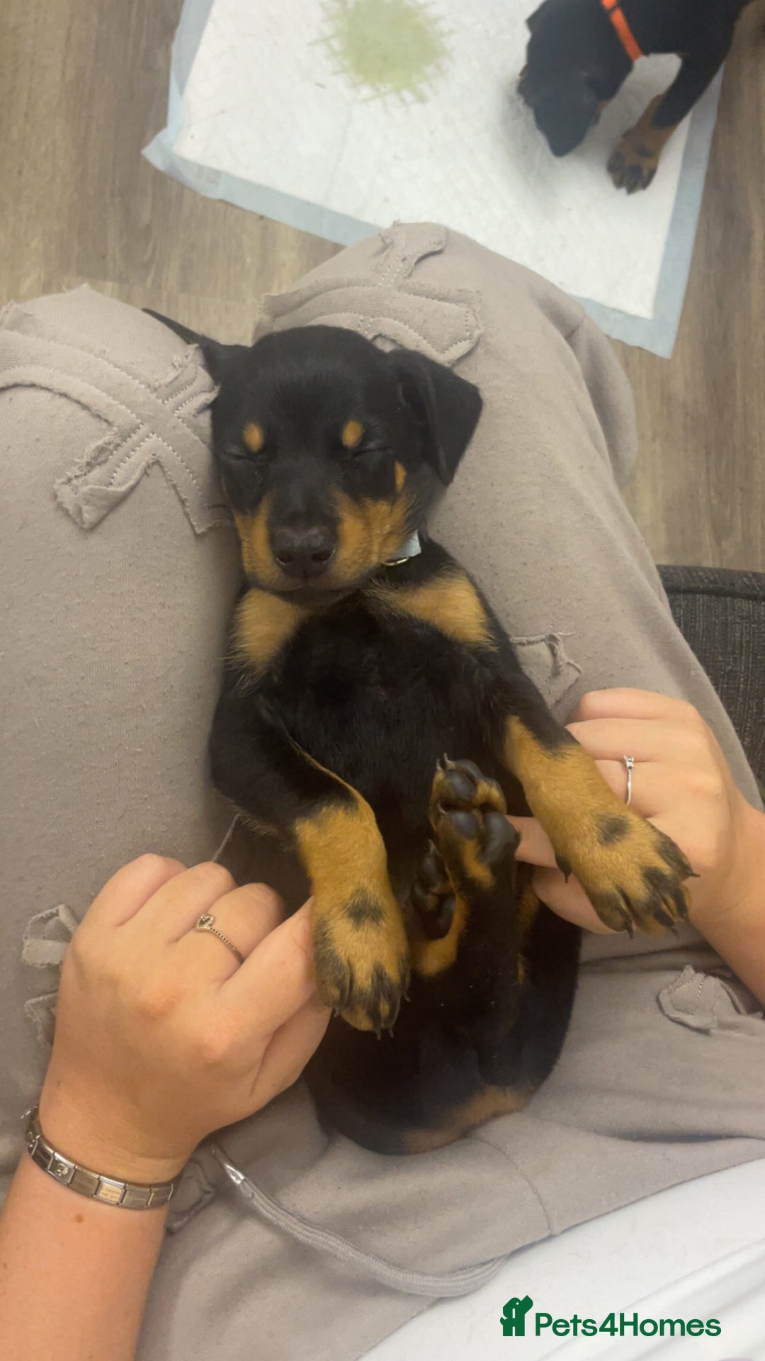 Dobermann dogs for sale: Doberman puppies  - Image 9