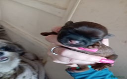 Shih Tzu dogs for sale: Adorable shih tzu puppy's  - Image 3