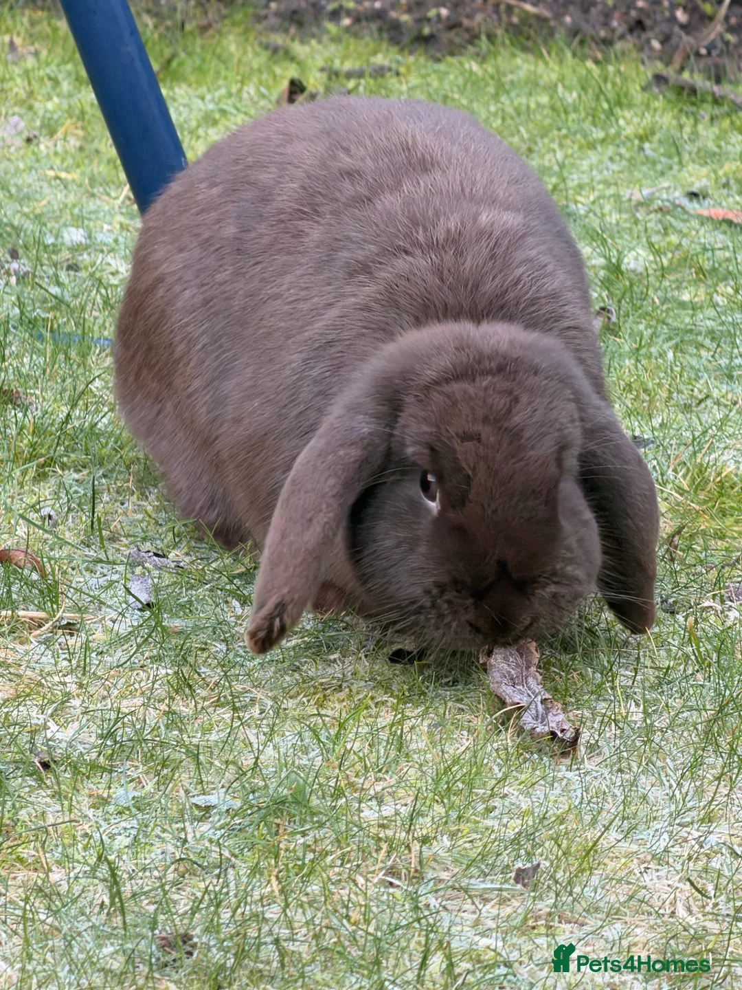 Mini Lop rabbits for sale: Rabbits for rehoming in Bolton - Advert 2