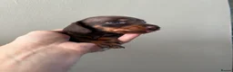 Miniature Dachshund dogs for sale: Miniature Daschund Puppies - Advert 9