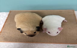 Guinea Pig rodents for sale: Bonded Male Pair - Image 3
