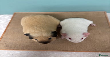 Guinea Pig rodents - Advert 11