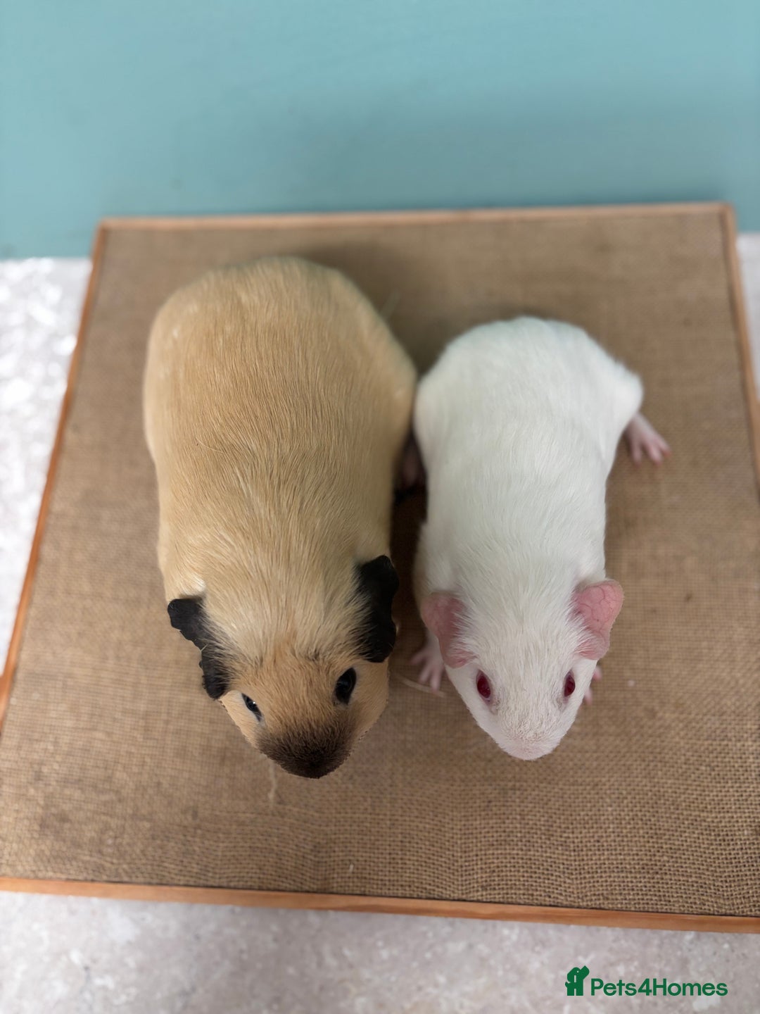 Guinea Pig rodents for sale: Bonded Male Pair - Image 3