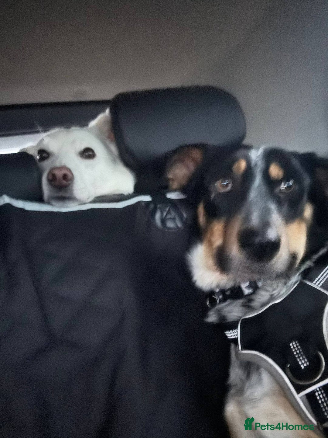 Mixed Breed dogs for adoption: Meet Dave,  currently residing in Aberdeen - Advert 9