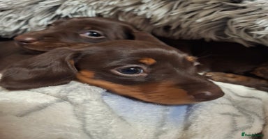 Dachshund dogs - Advert 3