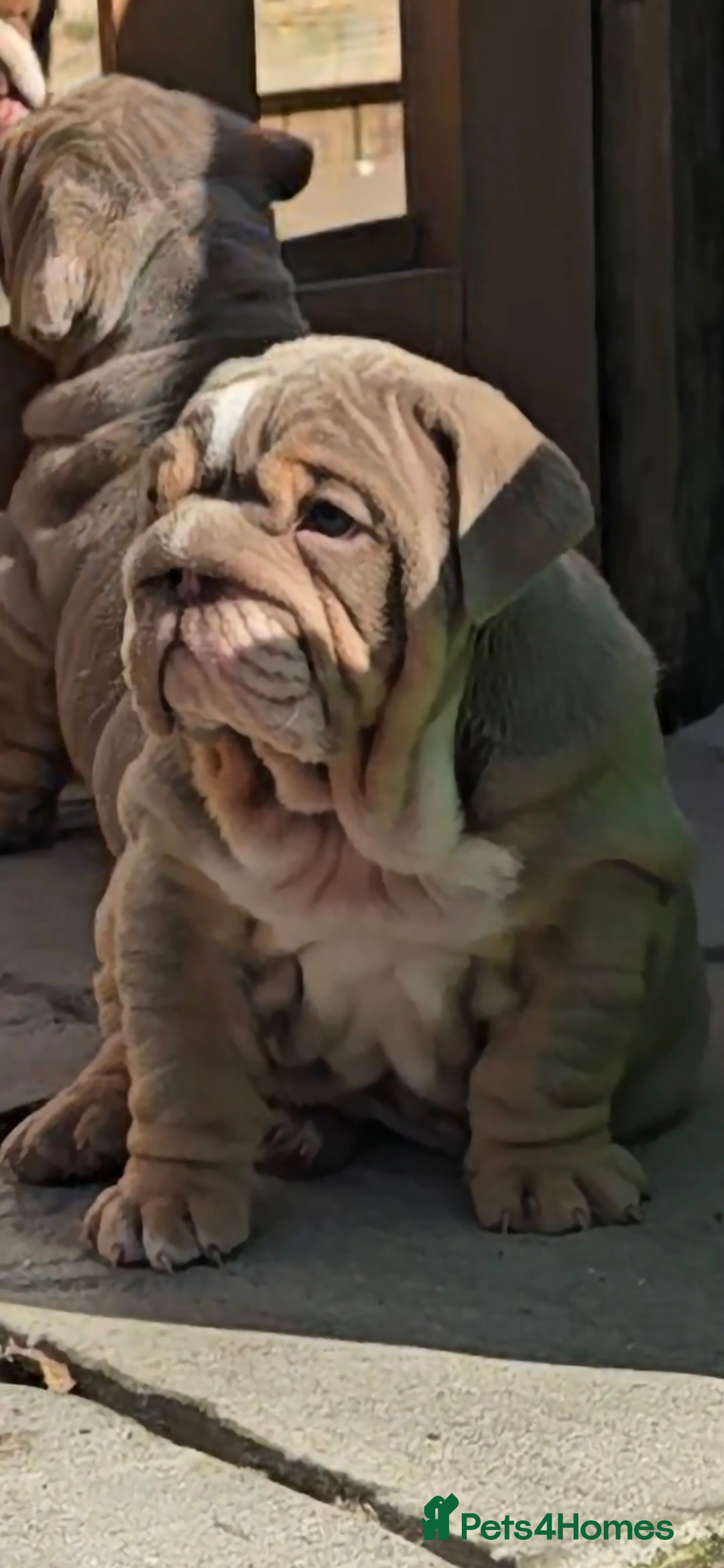 English Bulldog dogs for sale: 💥💥ENGLISH BULLDOG 💥💥 in Manchester - Image 3