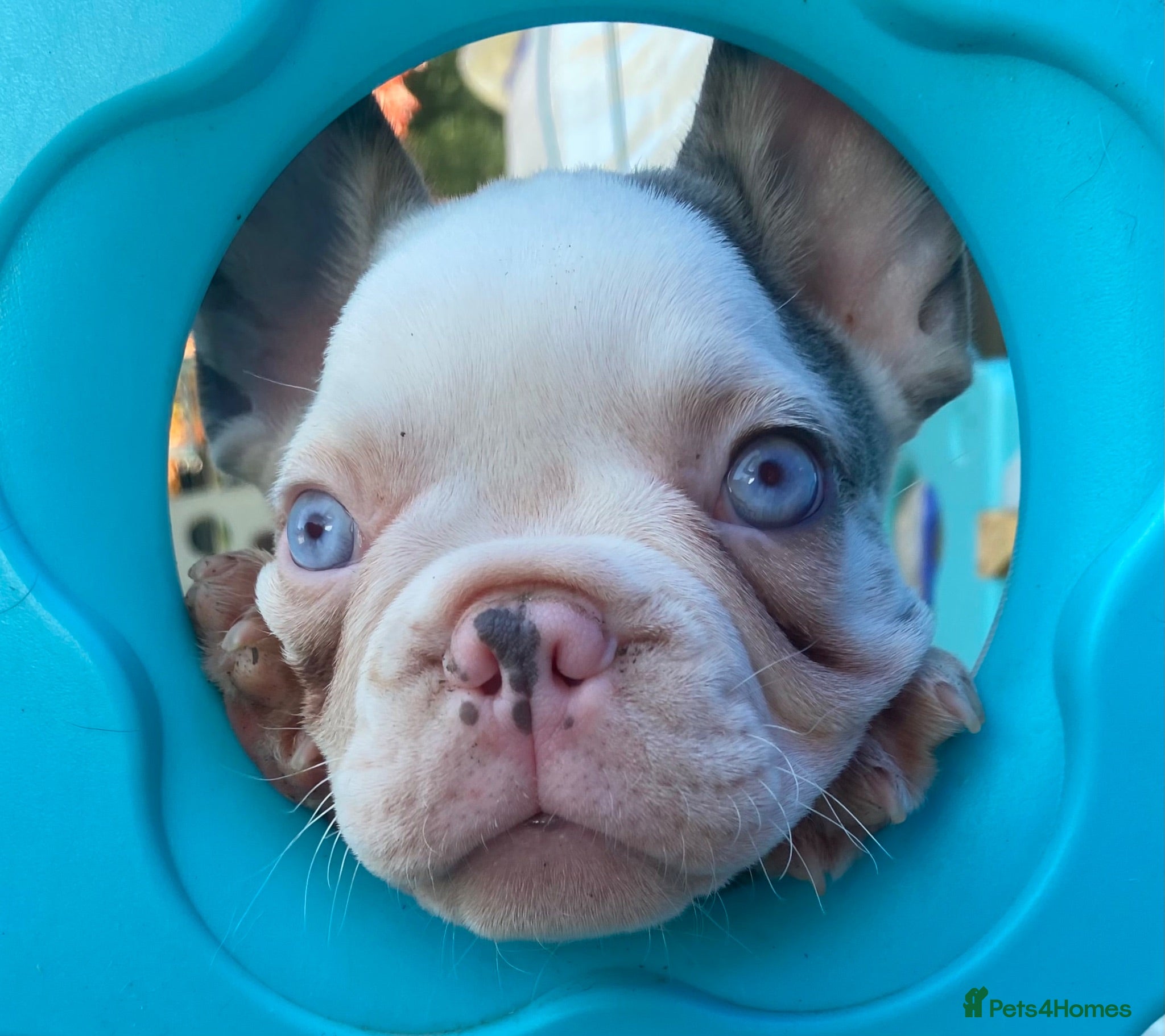 French Bulldog dogs French Bulldog puppies - Advert 1