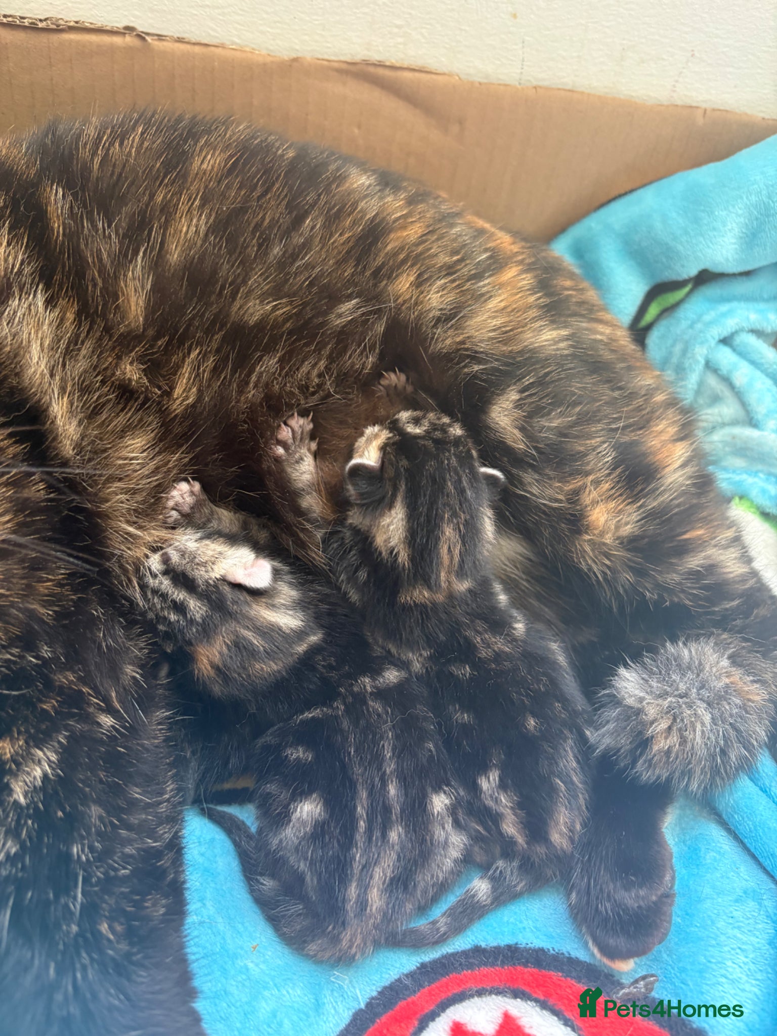 Mixed Breed cats 3 gorgeous kittens  - Advert 8