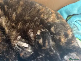 Mixed Breed cats 3 gorgeous kittens - Advert 5