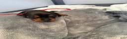 Miniature Dachshund dogs for sale: 6x miniature dachshund puppies - Advert 26