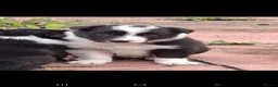 Border Collie dogs for sale: Gorgeous collie pups  - Advert 9