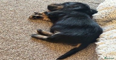 Miniature Dachshund dogs - Advert 12