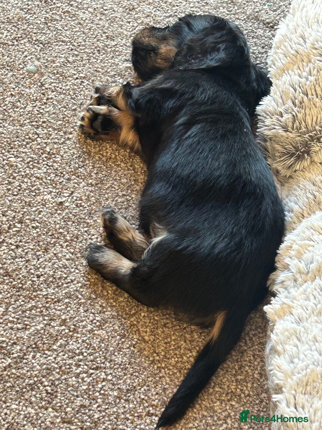 Miniature Dachshund dogs for sale: KC reg miniature long haired dachshunds - Image 3
