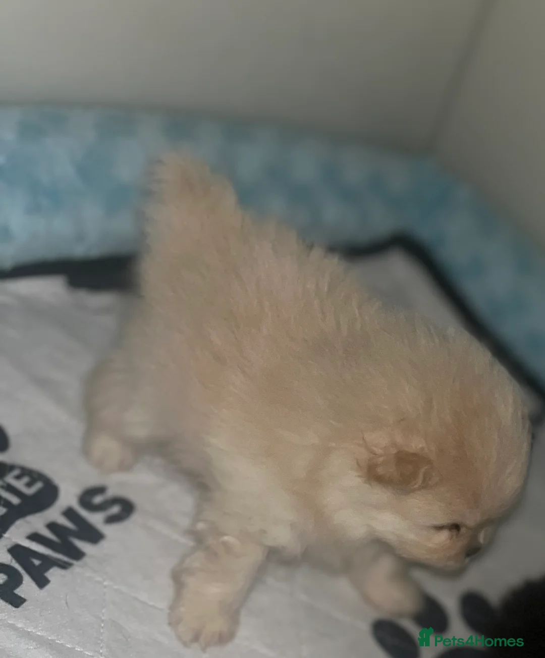 Pomeranian dogs for sale: 2 stunning Pomeranian boys available. - Advert 4