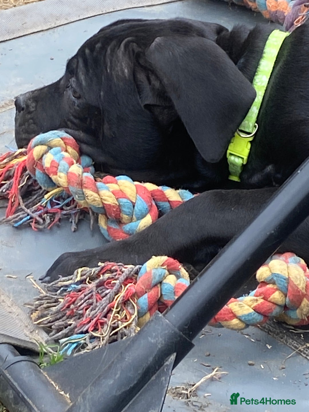 Cane Corso dogs for sale: Big Pure Cane Corso Puppies Ready Now!  - Image 9