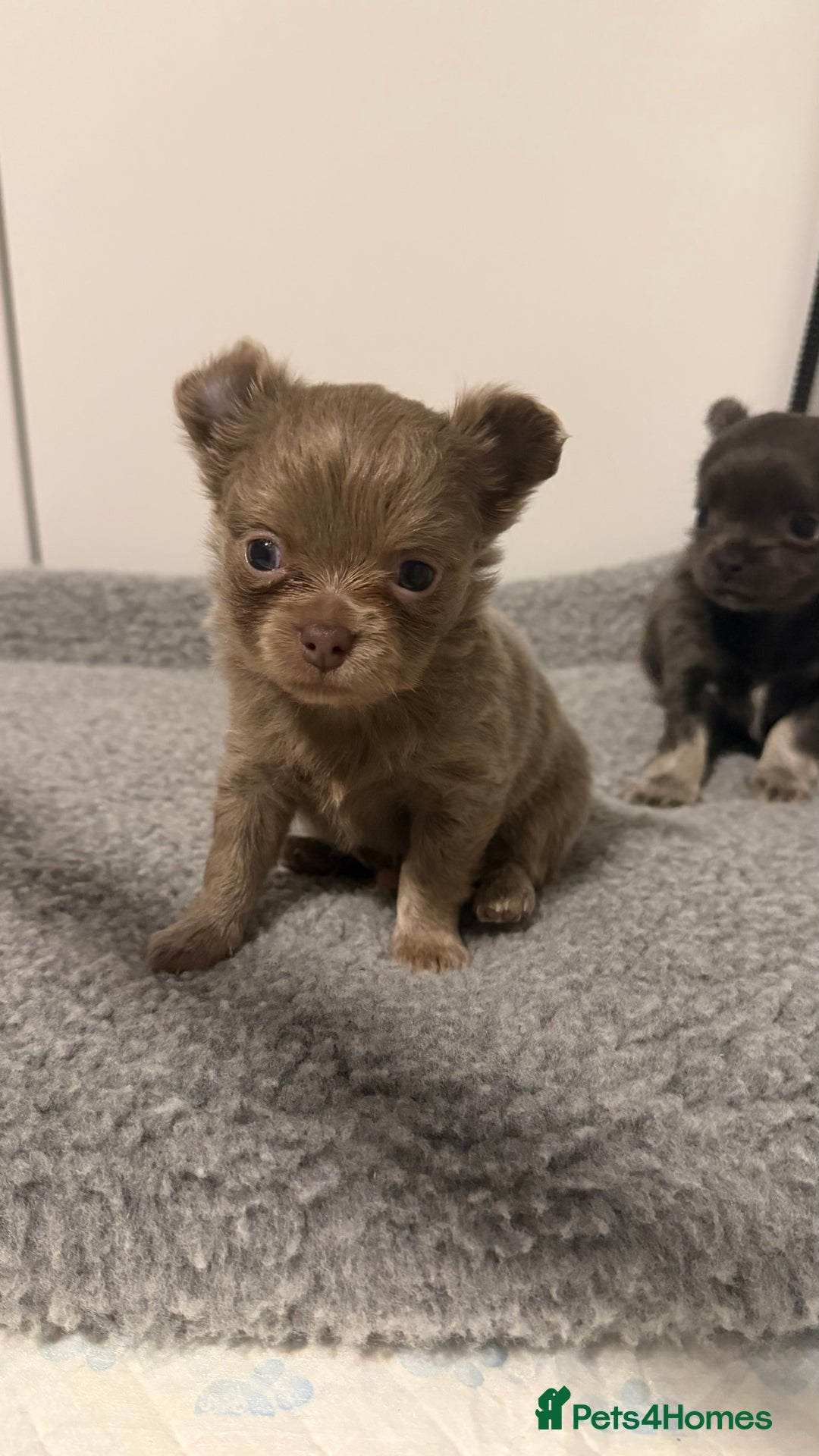 Chihuahua dogs for sale: Stunning Chihuahua Puppies ⭐️ - Advert 8