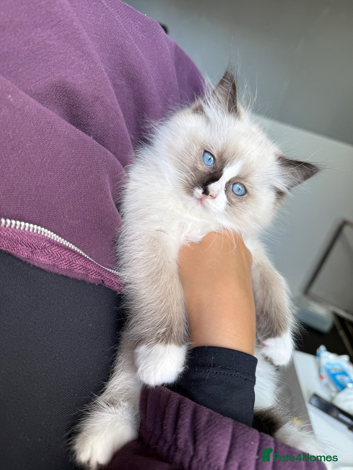 Ragdoll cats Beautiful RagDoll Kittens  - Advert 2