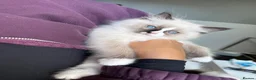 Ragdoll cats for sale: Beautiful RagDoll Kittens  - Advert 2
