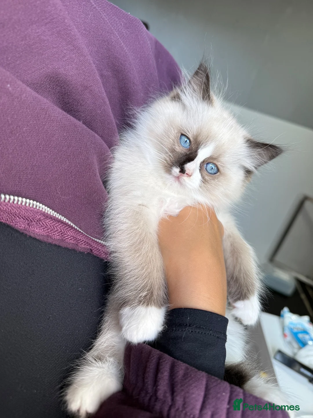 Ragdoll cats for sale: Beautiful RagDoll Kittens  - Advert 2