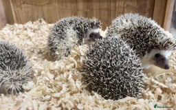Pygmy Hedgehog rodents for sale: Stunning FEMALE African Pygmy Hedgehog Babies  - Image 7
