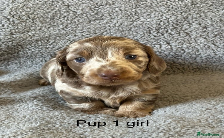 Dachshund dogs - Advert 6