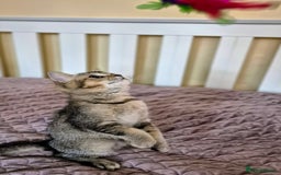 Scottish Fold cats for sale: 2 boys left! TICA registered Scottish Fold - Image 27
