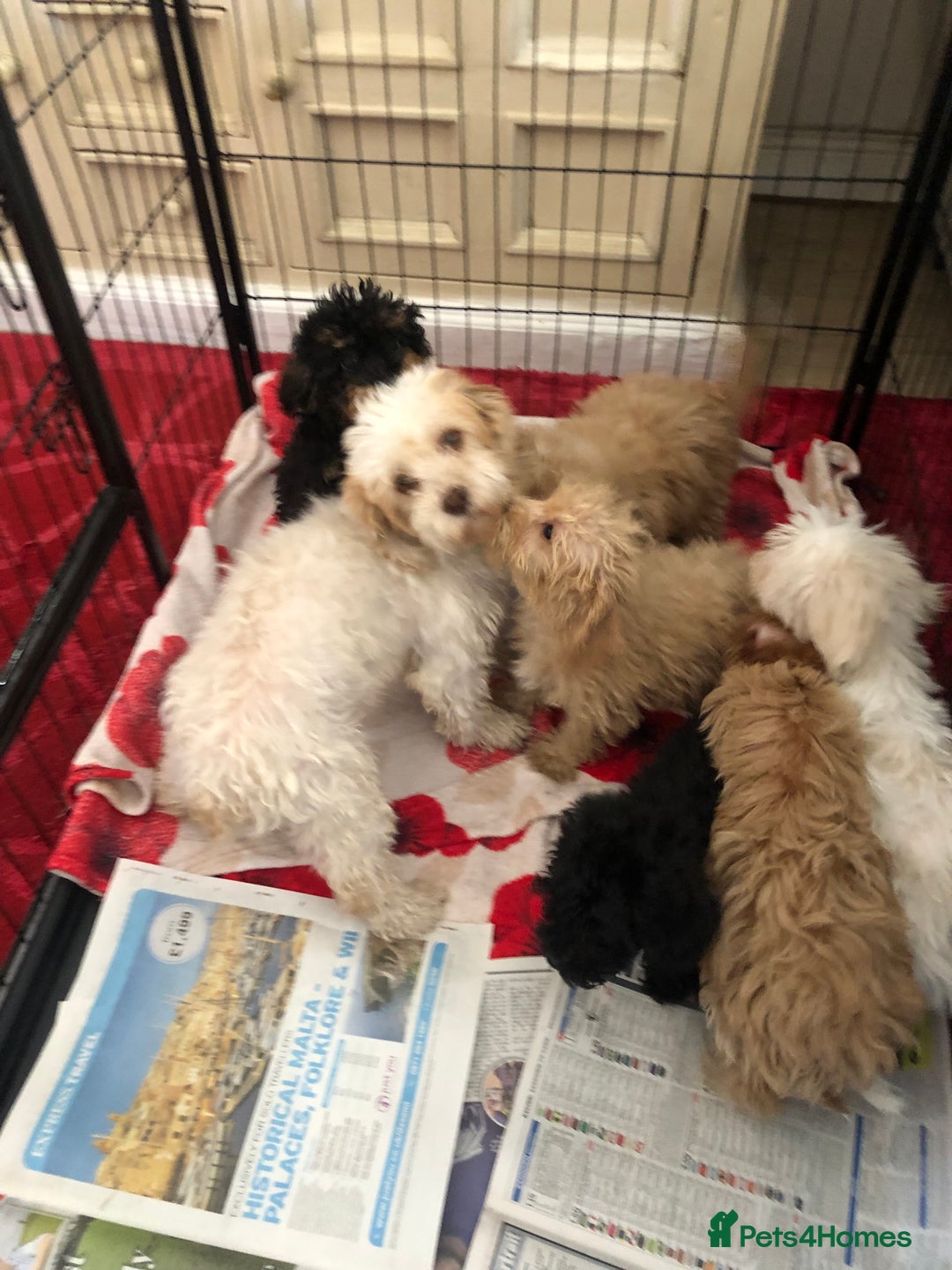 Mixed Breed dogs for sale: shihtzu x toy poodle puppies for sale - Image 35