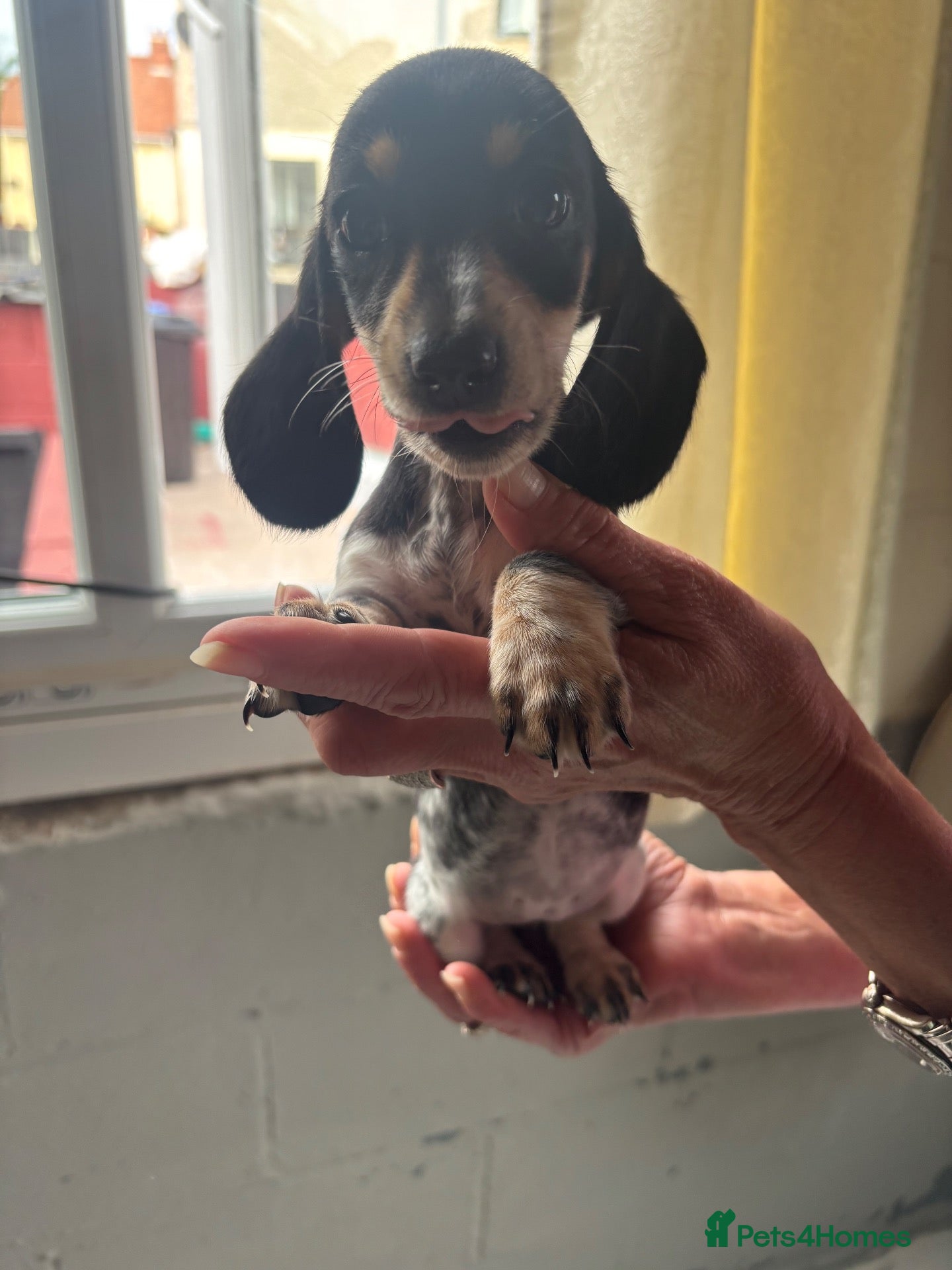 Dachshund dogs Dachshund puppies  - Advert 2