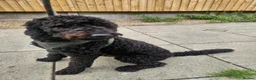 Mixed Breed dogs for sale: Selling our beloved puppy/dog - Advert 6