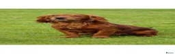 Cocker Spaniel dogs for sale: Working cocker spaniel puppies red - Advert 9