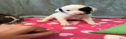 German Shorthaired Pointer dogs for sale: 6 beautiful German short haired pointer puppies  - Advert 4
