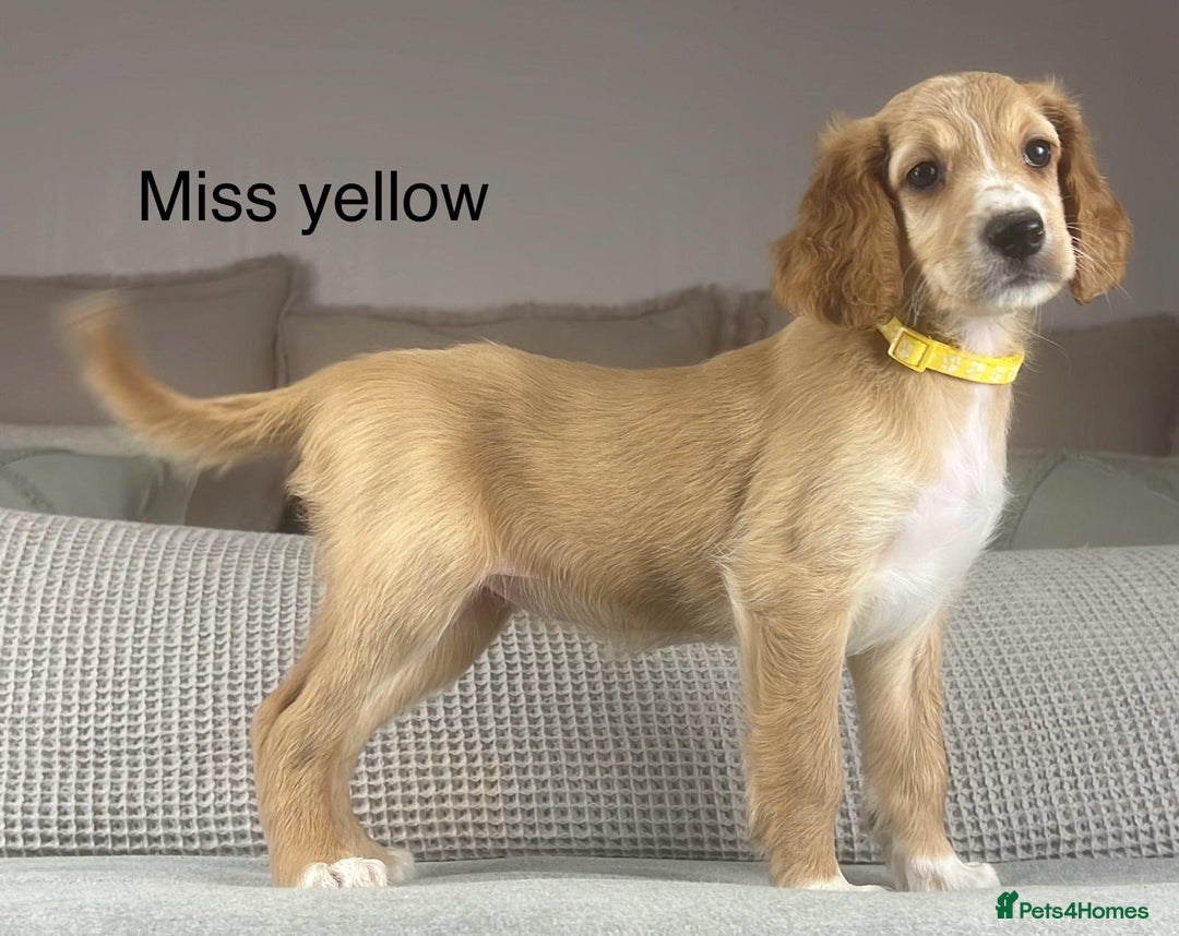 Irish Doodle dogs for sale: The perfect Doodle - Advert 22